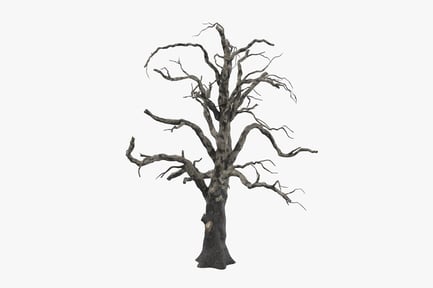 Preview: Bare Old Tree with Twisted Branches