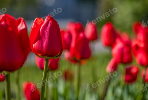 Preview: Red blooming tulips in the park. Beautiful red tulips in a tulip field close up