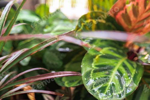 Preview: close-up leaves tropical plant calathea in raindrops in rays sun