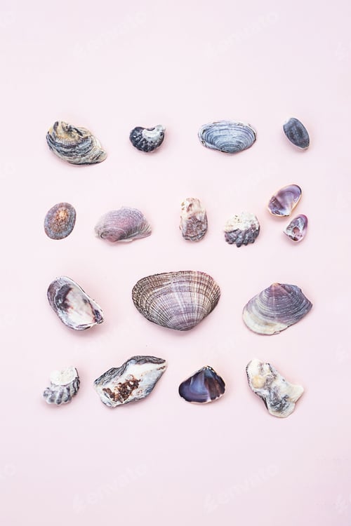 Preview: Sea shells arrangement. Shells display.