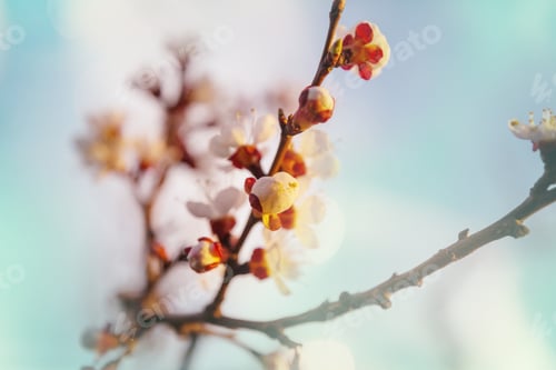 Preview: Blossom tree