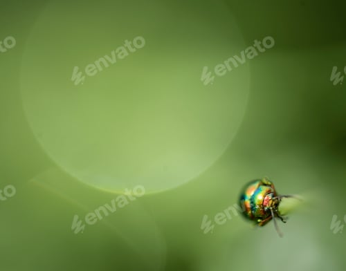 Preview: Jewel bug on blades of grass with dew drops.