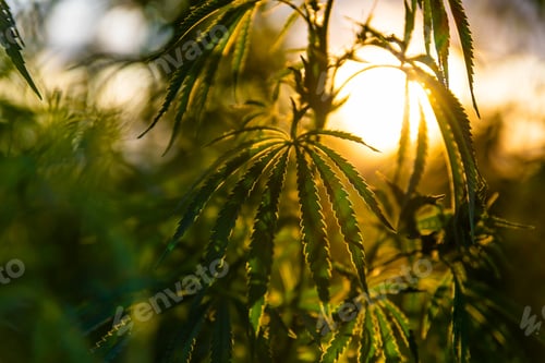 Preview: Green bushes of marijuana. Close up view of a marijuana cannabis bud