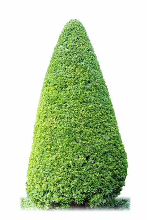 Preview: garden tree on white