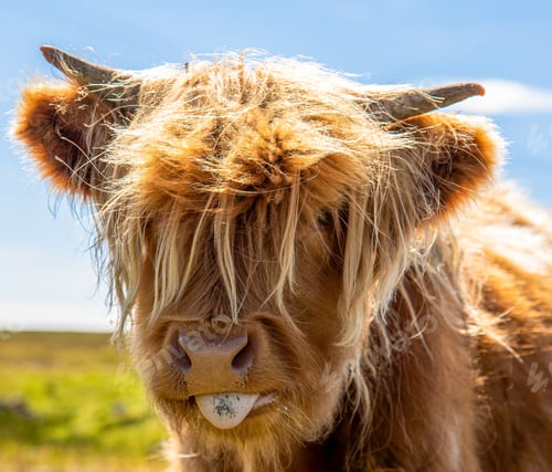 Preview: Of a Highland cattle with its distinctive long horns and furry coat, happily sticking its tongue out