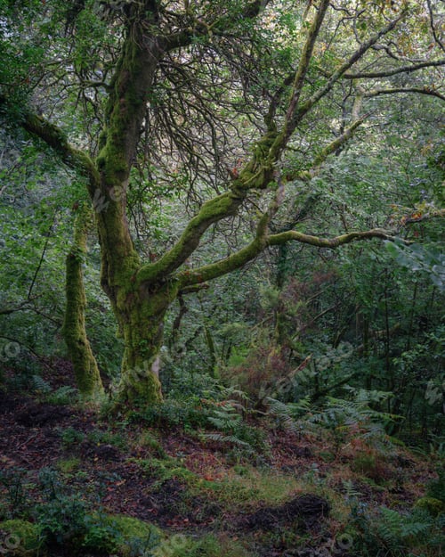 Preview: Majestic mossy old oak with an evocative anthropomorphic attitude