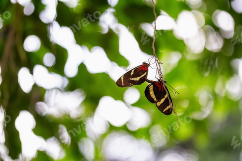 Preview: Macro Picture of a Butterfly