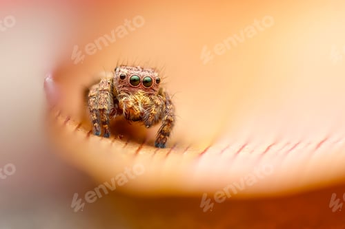 Preview: jumping spider