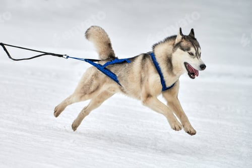 Preview: Winter sled dog racing Siberian Husky dog running, snow forest background