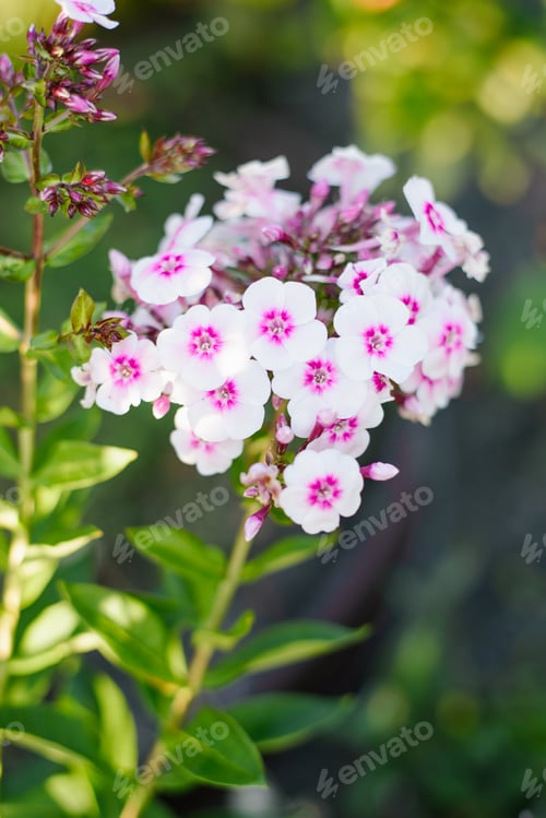 Preview: Bright Pink Phlox Europa Blooming In Summer Garden