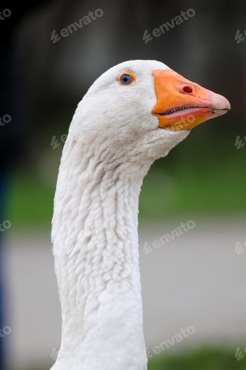 Preview: Portrait of a white goose in the blurred background