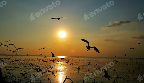 Preview: Silhouette of seagulls bird flying in the sunset sky golden hour