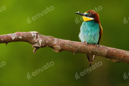 Preview: European Bee-Eater