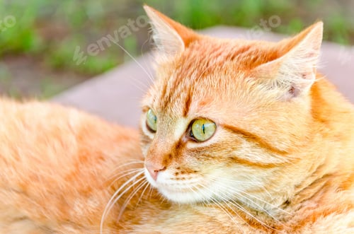 Preview: Ginger cat