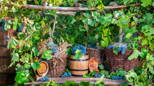Preview: Grape harvest in a village in old fashioned style