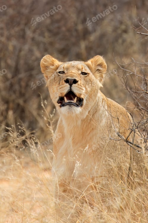Preview: Alert lioness in natural habitat