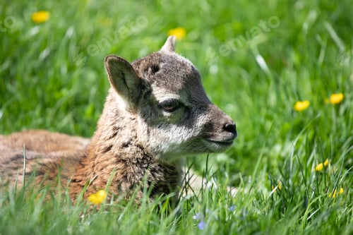 Preview: Portrait of a mouflon cub in a green meadow