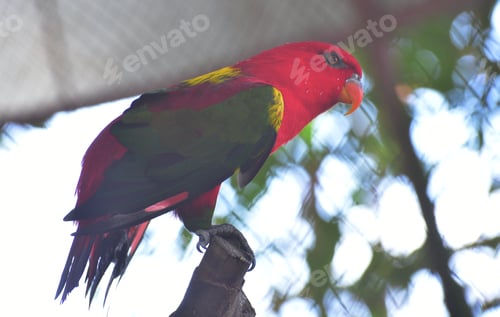 Preview: Lory bird perching on branch, The chattering lory, Lorius garrulus