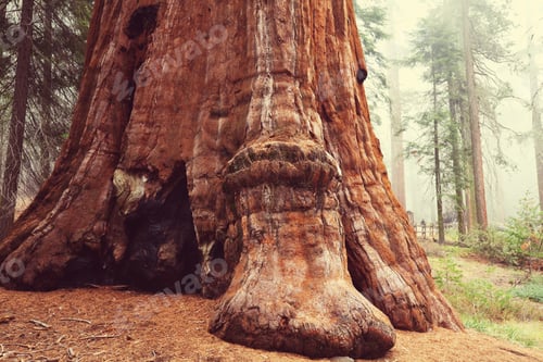 Preview: Sequoia