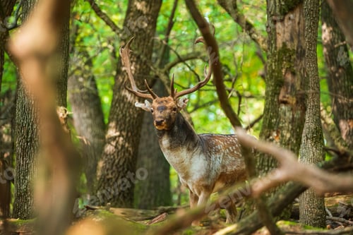 Preview: Fallow deer buck in the forest