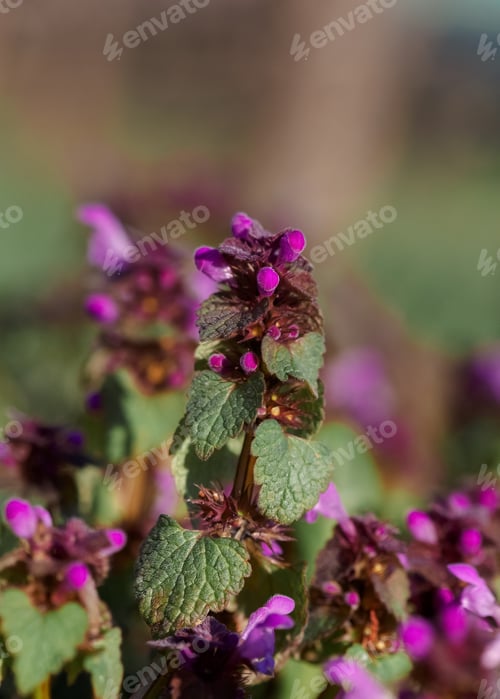Preview: Blooming herb oregano in a summer season,herb thyme, lilac flower, summer background