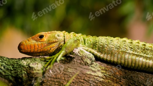 Preview: Caiman lizard resting on a branch in the rainforest