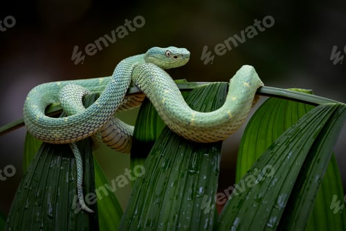 Preview: A Side-striped Palm Pit Viper in Costa Rica