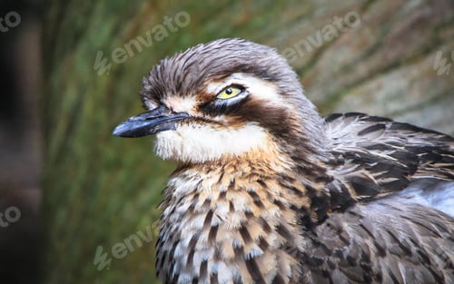 Preview: Bush Stone-curlew Up Close in Australia