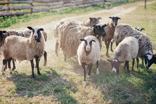 Preview: Sheep farm . feeding sheep