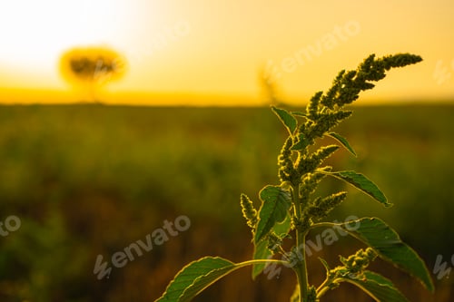 Preview: Beautiful plant swaying in the wind in the field at sunset