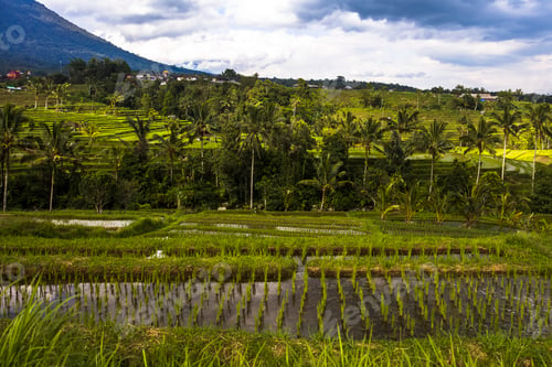 Preview: Rice fields of Jatiluwih in southeast Bali