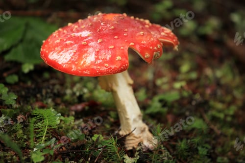 Preview: Red Mushroom