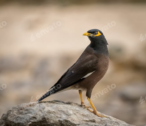Preview: Closeup shot of a beautiful myna bird sitting on a stone with a blurred background