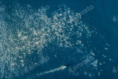 Preview: Super pod of common dolphins off Baja California