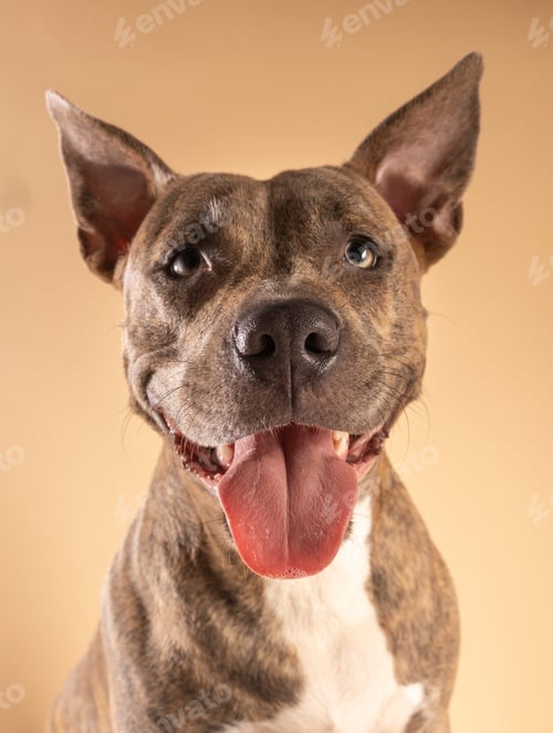 Preview: Portrait of an American Staffordshire Terrier dog with its tongue sticking out smiling