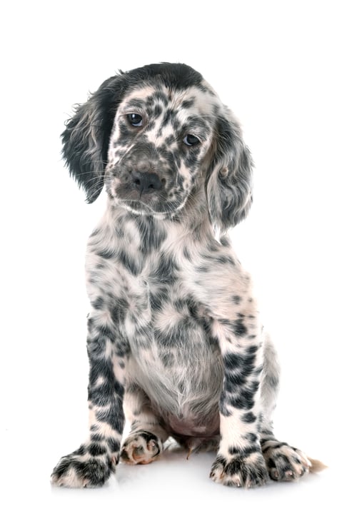 Preview: puppy english setter