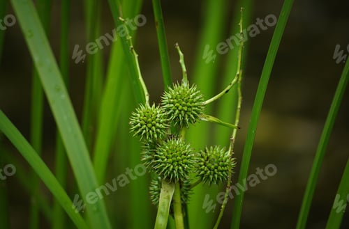 Preview: Closeup shot of the Sparganium plant in the forest