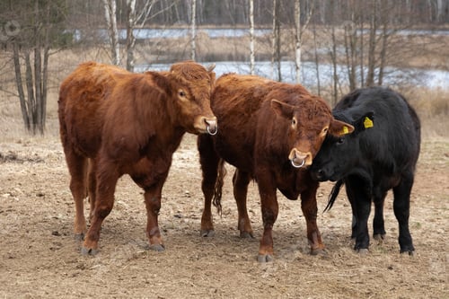 Preview: Group of Cows Standing in Field