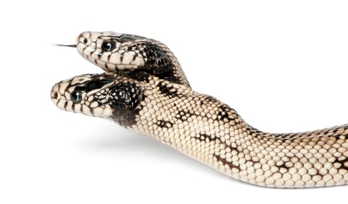 Preview: two headed eastern kingsnake - Lampropeltis getula californiae, white background