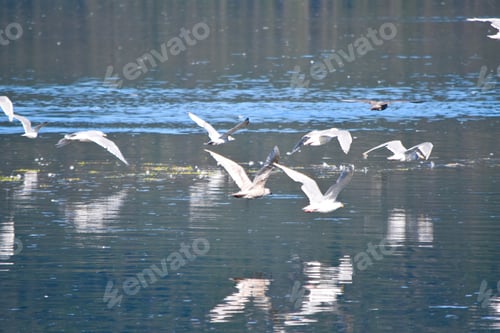 Preview: Reflections and seagulls taking flight as the tide rolled in on Admiralty island Alaska