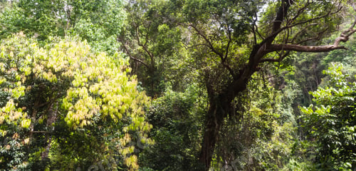 Preview: large trees in the jungle of the national park