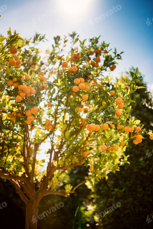 Preview: Tangerine fruit tree