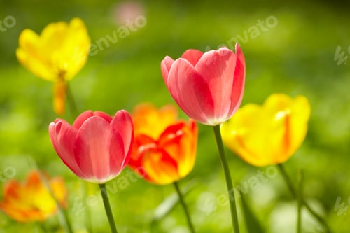 Preview: Tulips background