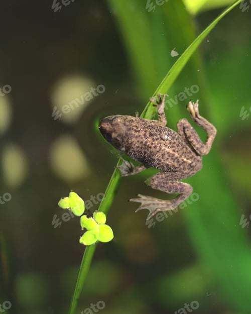 Preview: Closeup of an African Dwarf Frog swimming in the lake