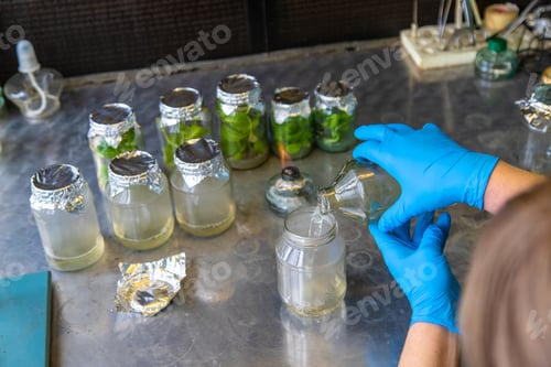 Vista previa: frascos de laboratorio con plantas. Enfoque selectivo.