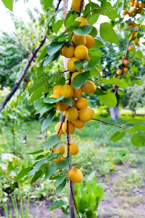 Preview: Ripe apricots on the branches. Orchard.