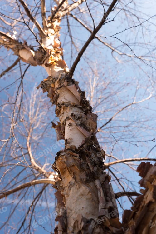 Preview: Big Tree On A Clear Sunny Day