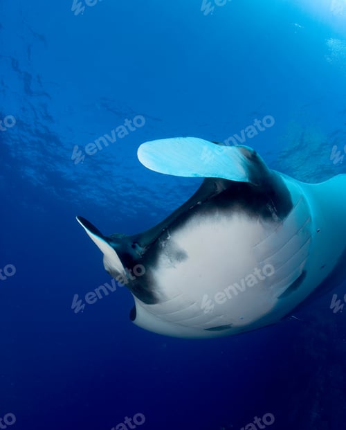 Preview: Cephalic lobes of manta ray.