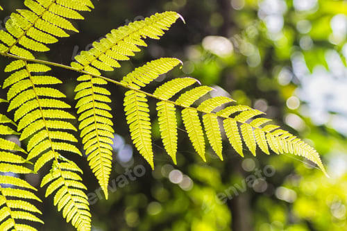 Preview: ornamental bright golden fern leaves