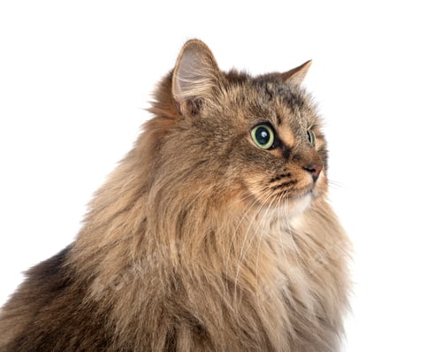Preview: siberian cat in studio